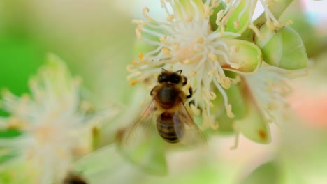 Abeja-Obrera-En-El-Trabajo-Primer-Plano