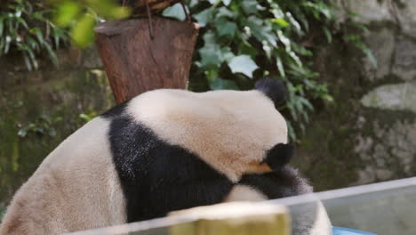 a close up of a panda eating