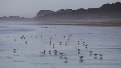 sandpiper's on the beach feeding in the surf