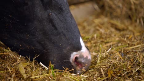 cows feeding hay in the farm. close up view of cows stuck in a stall eating hay