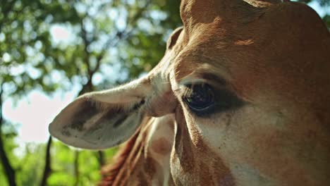 macro shot of beautiful giraffe eating in wild nature, green trees in background