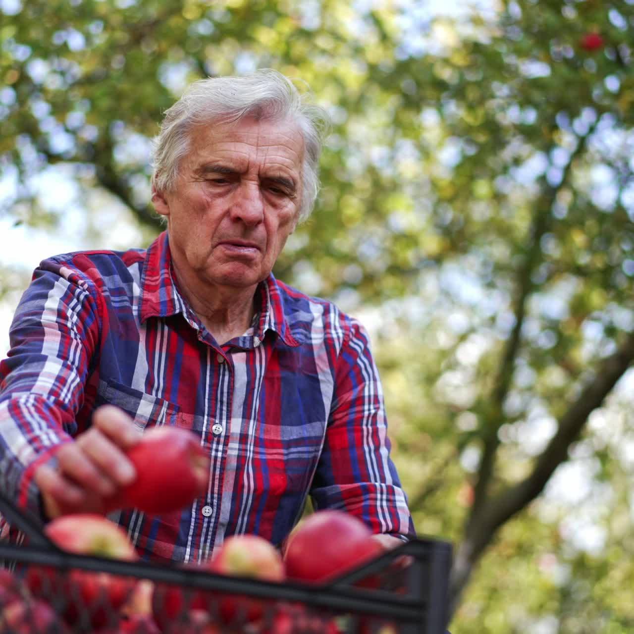 Focused man working in the garden. Farmer sorts the red ripe apples picked from trees. Man sells the organic fruit