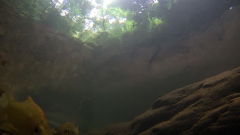 El-Parque-Nacional-Kaeng-Krachan-Es-El-Hogar-De-Muchos-Animales-Salvajes-Fantásticos-Y-Los-Arroyos-Son-Una-Fuente-De-Vida-De-Agua-Dulce-Para-Que-Los-Animales-Beban-Y-Los-Peces-Naden.