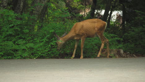 ciervo comiendo bellotas del arbol