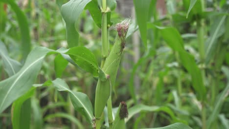 cultivation of corn plants in hilly areas