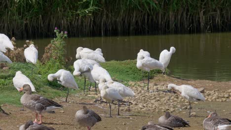 Eine-Gruppe-Löffler-Sitzt-Am-Rande-Eines-Salzwassersumpfes,-Umgeben-Von-Gänsen