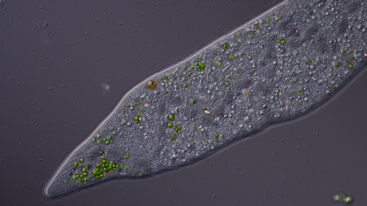 Microscopic view of a unicellular organism, possibly a Paramecium