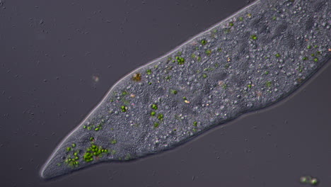microscopic view of a unicellular organism, possibly a paramecium