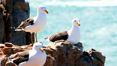 trois mouettes larus dominicanus sur les rochers de la côte dans la brise de mer bâillonnant