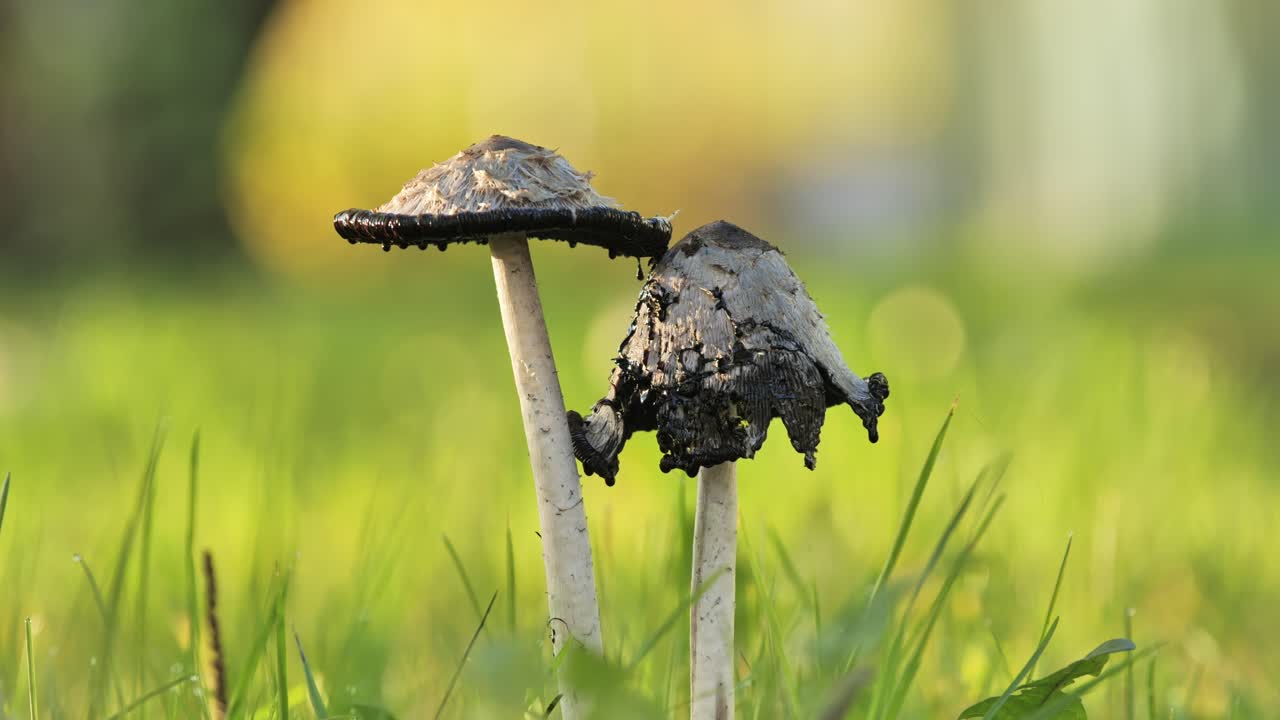 Two Ink Cap Mushrooms in a Grassy Field