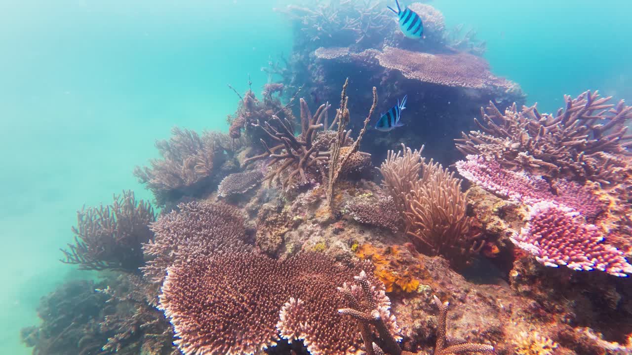 underwater colorful coral reef with fish is swimming - Nha Trang beach, Khanh Hoa province, central Vietnam