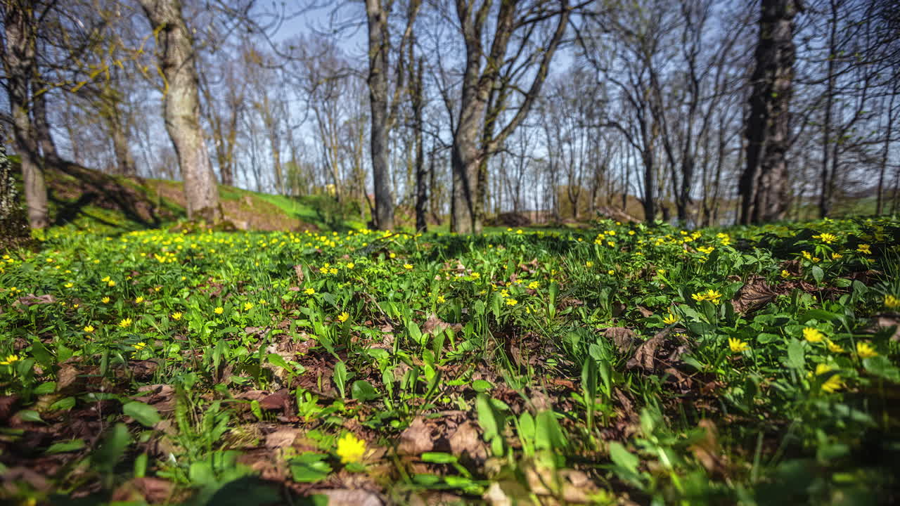 lapso de tiempo de la escena pacífica del campo de primavera con hierba y flores amarillas con árboles en el fondo