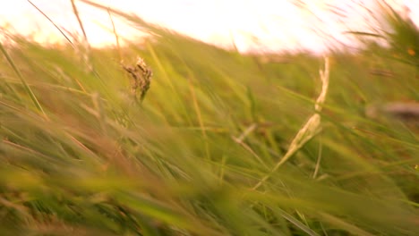 close up of grass during a windy day in iceland