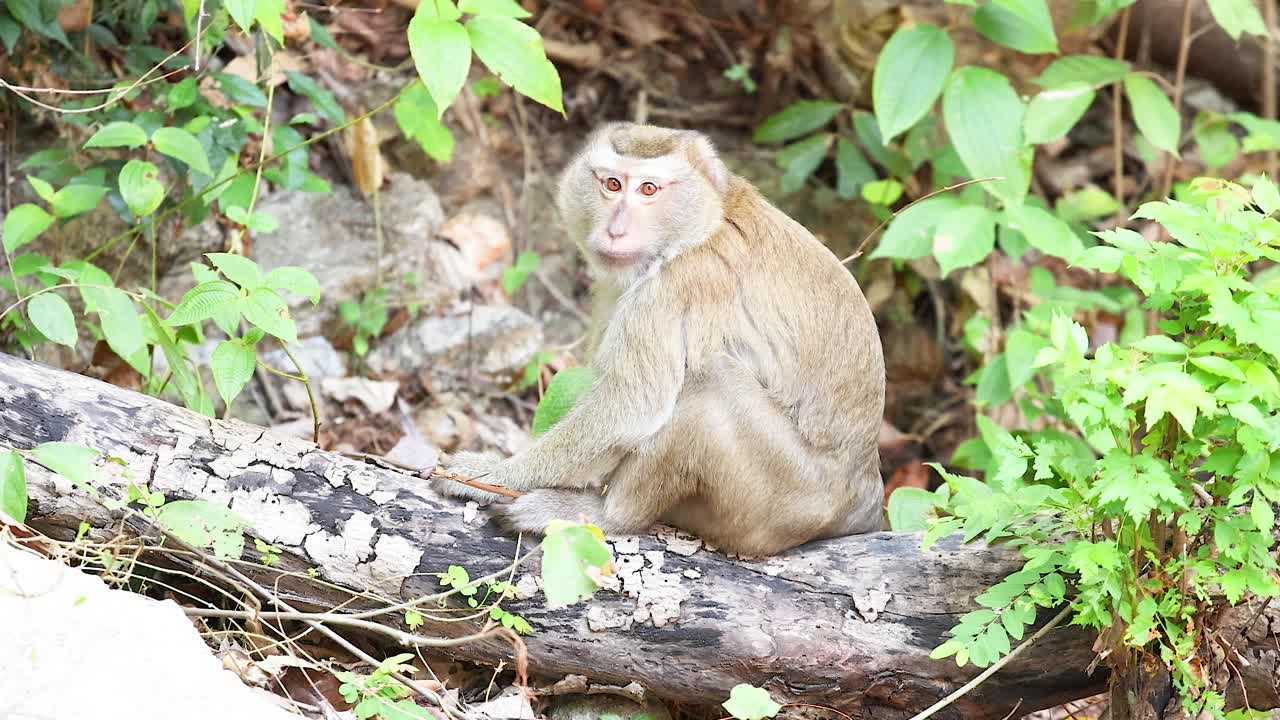 mono descansando en un tronco en el entorno natural de phuket