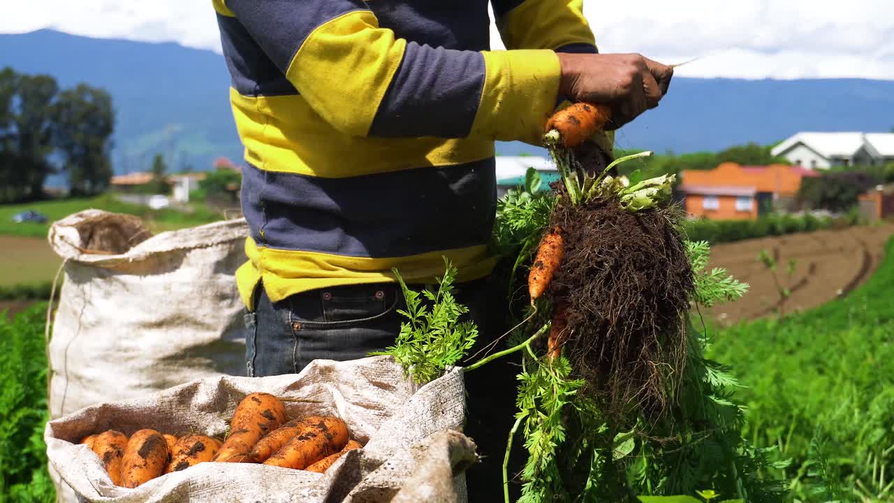 un agricultor separando las raíces de zanahoria de la planta y la tierra, y poniéndolas en un saco