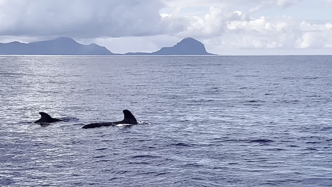 A beautiful pair of male and female pilot whales swimming calmly close-by and pops up to breathe from the deep Ocean with Le Morne mountain in the background.