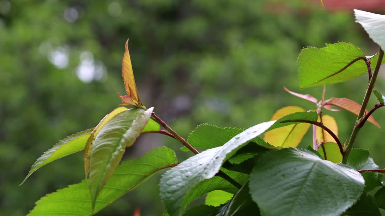 primer plano de las ramas de un cerezo con hojas verdes y rojas jóvenes