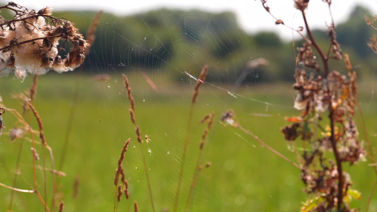 여름날에 빛에 바람에 거미