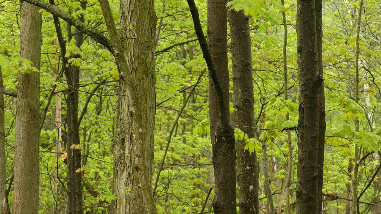 aves vagando por las ramas de los árboles en un bosque verde arbolado, tiro estático de la vida silvestre