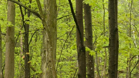 birds wandering tree branches in a woodland green forest, wildlife static shot