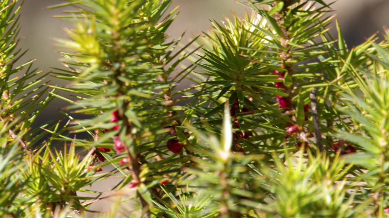 Primo piano dettagliato di un arbusto verde spinoso nel Parco Nazionale Warrumbungle, Nuovo Galles del Sud.