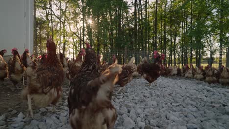 gran bandada de pollos marrones vagan cerca de la gallina a través de rocas blancas con bosque de árboles en el fondo al atardecer en cámara lenta en el día de otoño crujiente