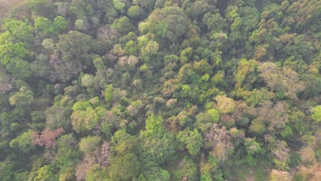 thailand's lush green jungle covered in thick fog
