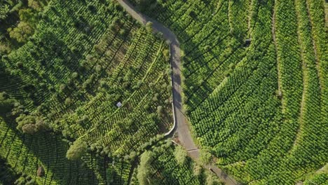 Toma-Aérea-De-La-Plantación-De-Tabaco-En-La-Ladera-De-La-Montaña-Sindoro-En-Temanggung,-Java-Central,-Indonesia