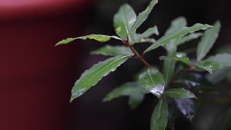 static close up of a small, green plant with narrow leaves covered in rain after a rain storm