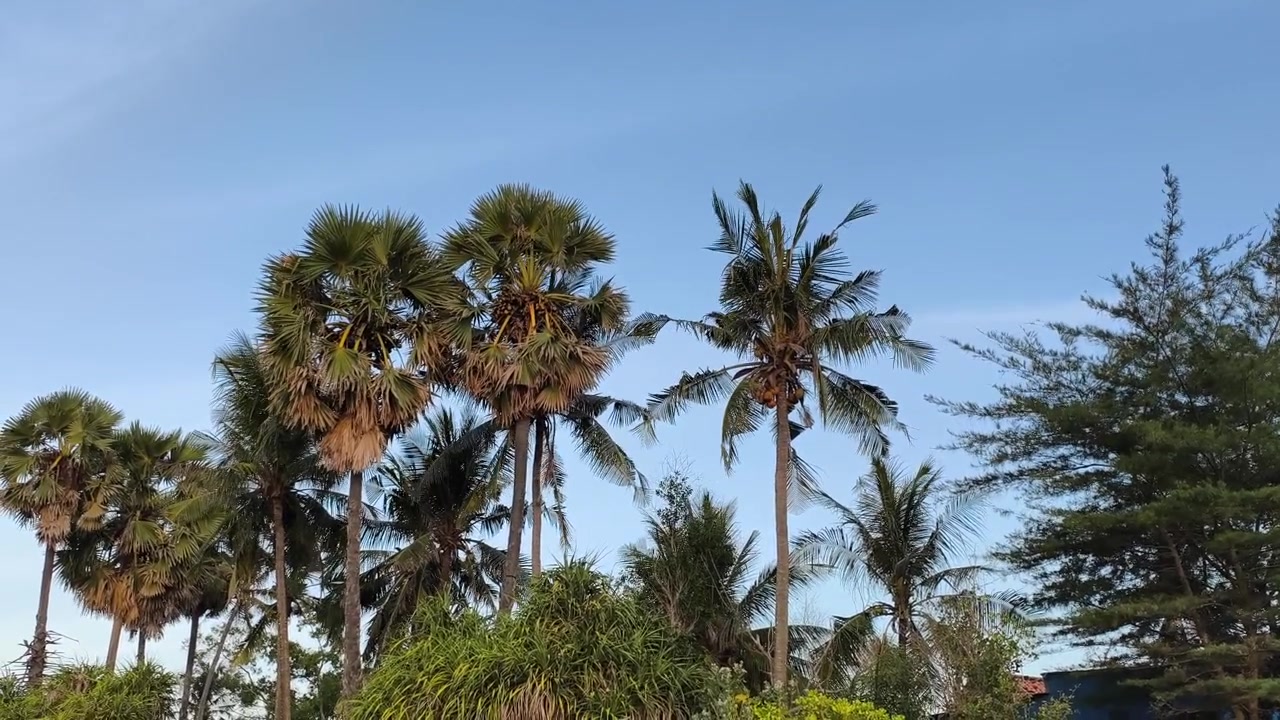 Palme che ondeggiano dolcemente su un cielo azzurro