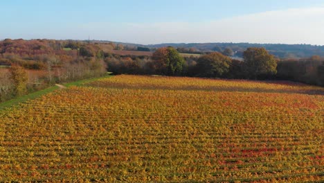 rising upward movement drone aerial vineyard in england in the autumn after the harvest