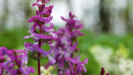 Entlang-Des-Stammes-Und-Blütenstandes-Der-Hohlwurzel-Mit-Ausgefallenen-Rosa-Blüten