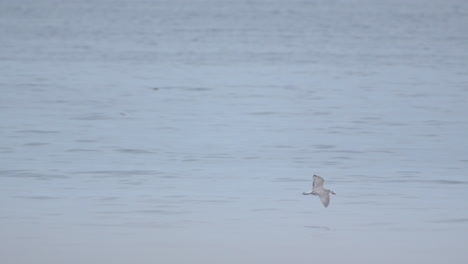 a lone seagull gracefully soars over a tranquil blue sea, wings outstretched against the soft horizon