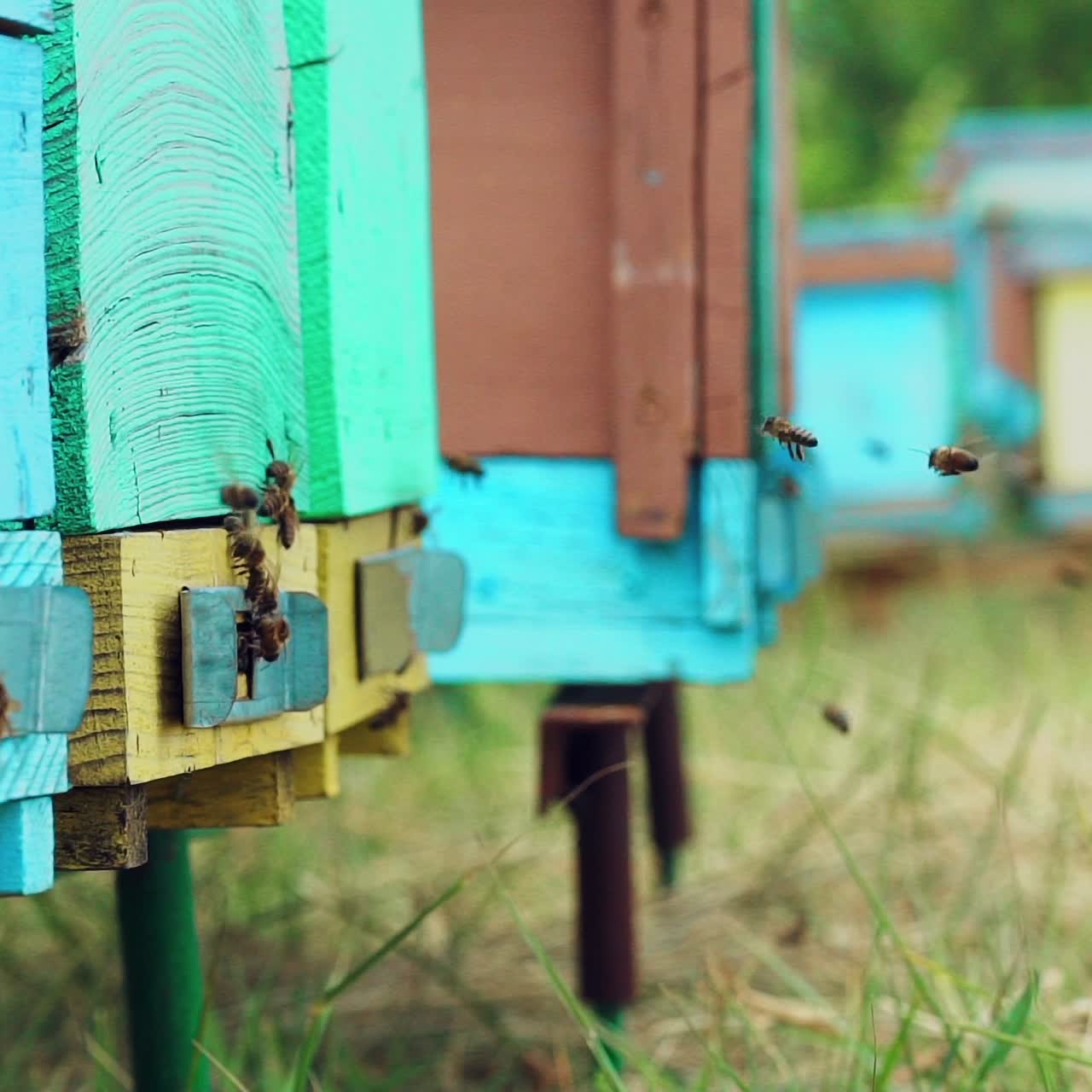 Hives in an apiary. Honey bees swarming and flying around their beehive. Bees bring honey. Slow motion
