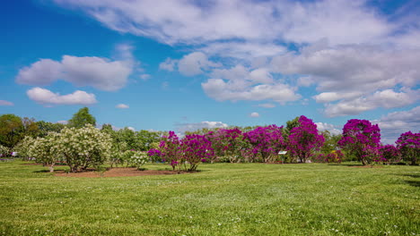 Static-shot-of-lilac-with-purple-and-white-flowers-in-full-bloom-with-white-clouds-passing-by-at-daytime