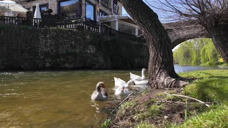 Medium-closeup-view-of-a-gaggle-of-geese-swimming-in-a-a-small-quiet-river-in-Soria,-Spain