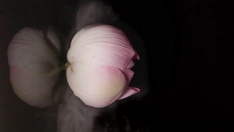 flor de loto reflejada en la superficie del agua oscura con niebla arremolinada, espacio de copia de imágenes verticales