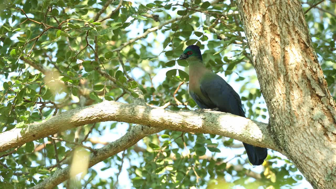 A purple-crested turaco sitting in a tree with leaves blowing in the wind, with Kruger National Park.
