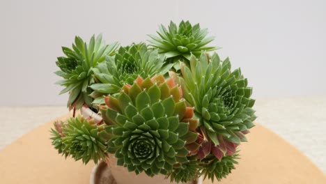 Sempervivum-Oder-Hauslauch-Sukkulente