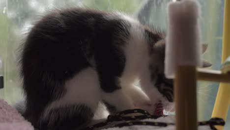 Cute-tabby-kitten-playing-with-rope-in-window-close-up-shot