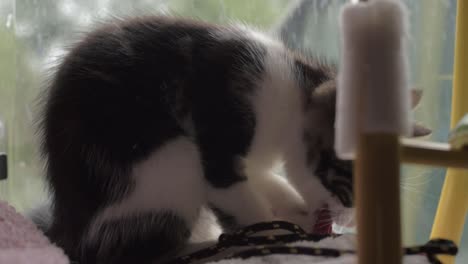 cute tabby kitten playing with rope in window close up shot
