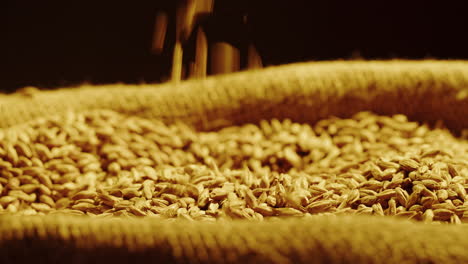 barley grains in a bag
