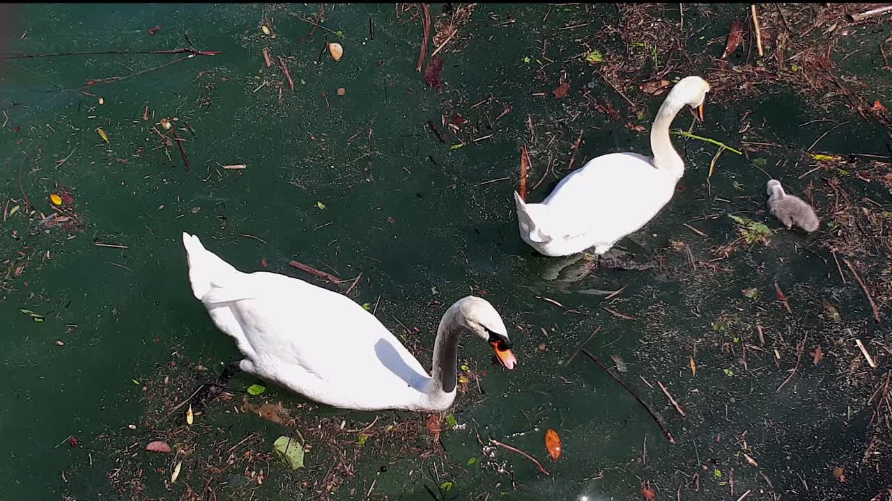 familia de cisnes y jóvenes cisnes flotando y comiendo en aguas sucias