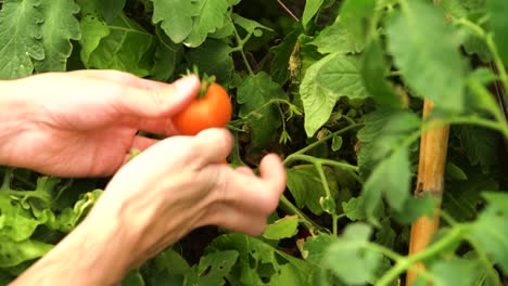 manos recogiendo tomates maduros rojos de la vid
