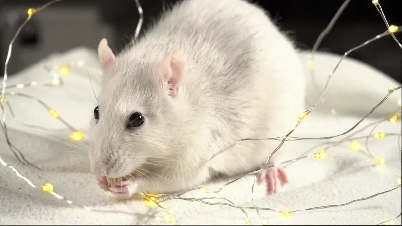 Ratto di Ferro. Simbolo dell'anno 2020. Filmato in loop. Cinemagraph. 4K
