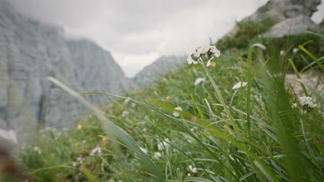 一片草地和一些花在山的草原上