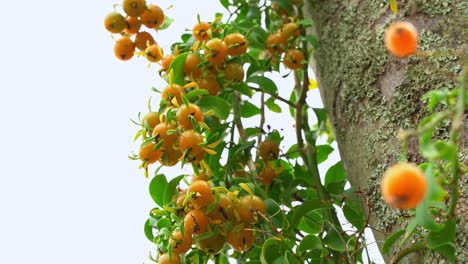 Wunderschöne-Aufnahme-Von-Stachelbeeren-Gruppiert-Auf-Einer-Rebe-Mit-Barbados-Stachelbeere-Unscharf