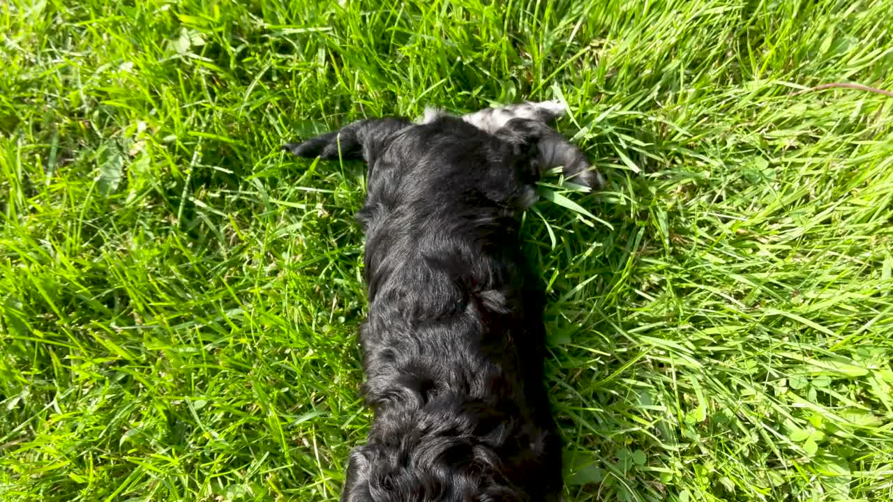 따뜻한 여름 오후에 풀밭에 누워 있는 미니어처 슈나우저 강아지의 느린 팬