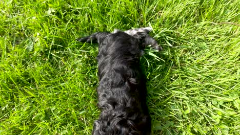panorámica lenta de un cachorro schnauzer en miniatura acostado sobre su espalda en la hierba en una cálida tarde de verano