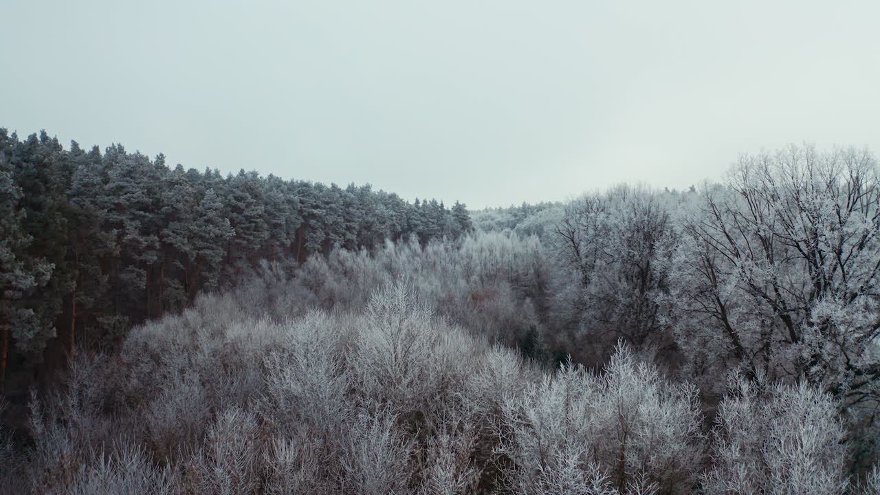 Frozen forest at winter. Aerial drone view of high snowy trees